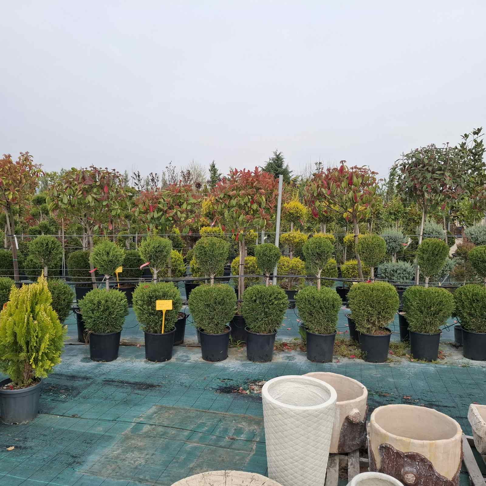 Зелена Линия – градински център с растения