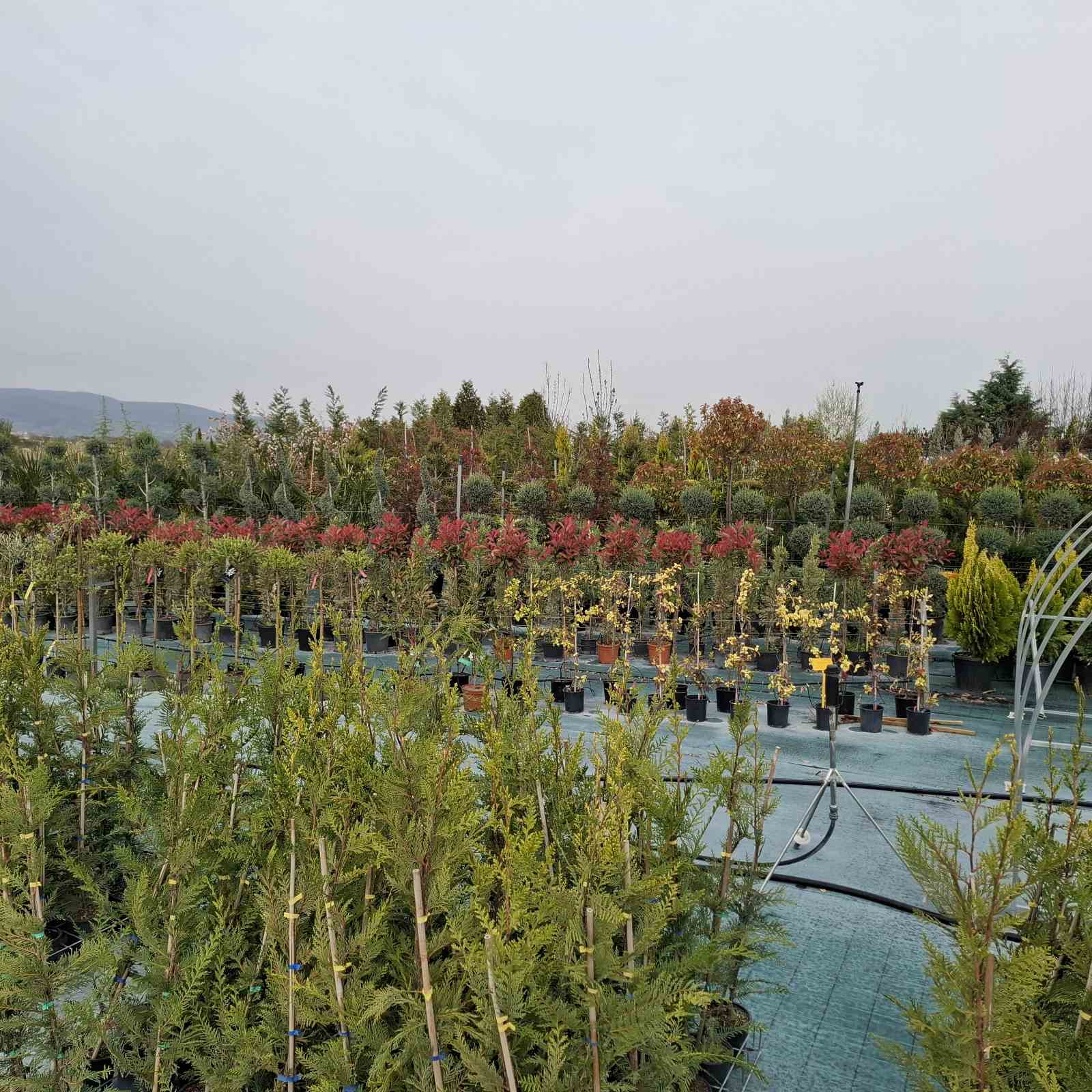 Зелена Линия – разсадник с дървета и храсти