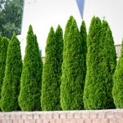 Листен тор DeepGreen за Декоративни Растения, Овощни Дървета и Зеленчуци, 250мл